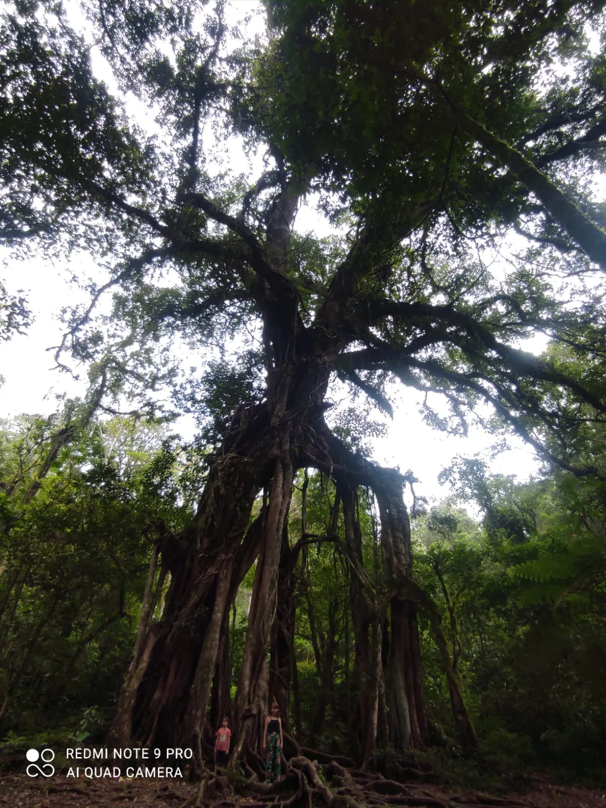 Wanagiri Nature Trekking Gallery