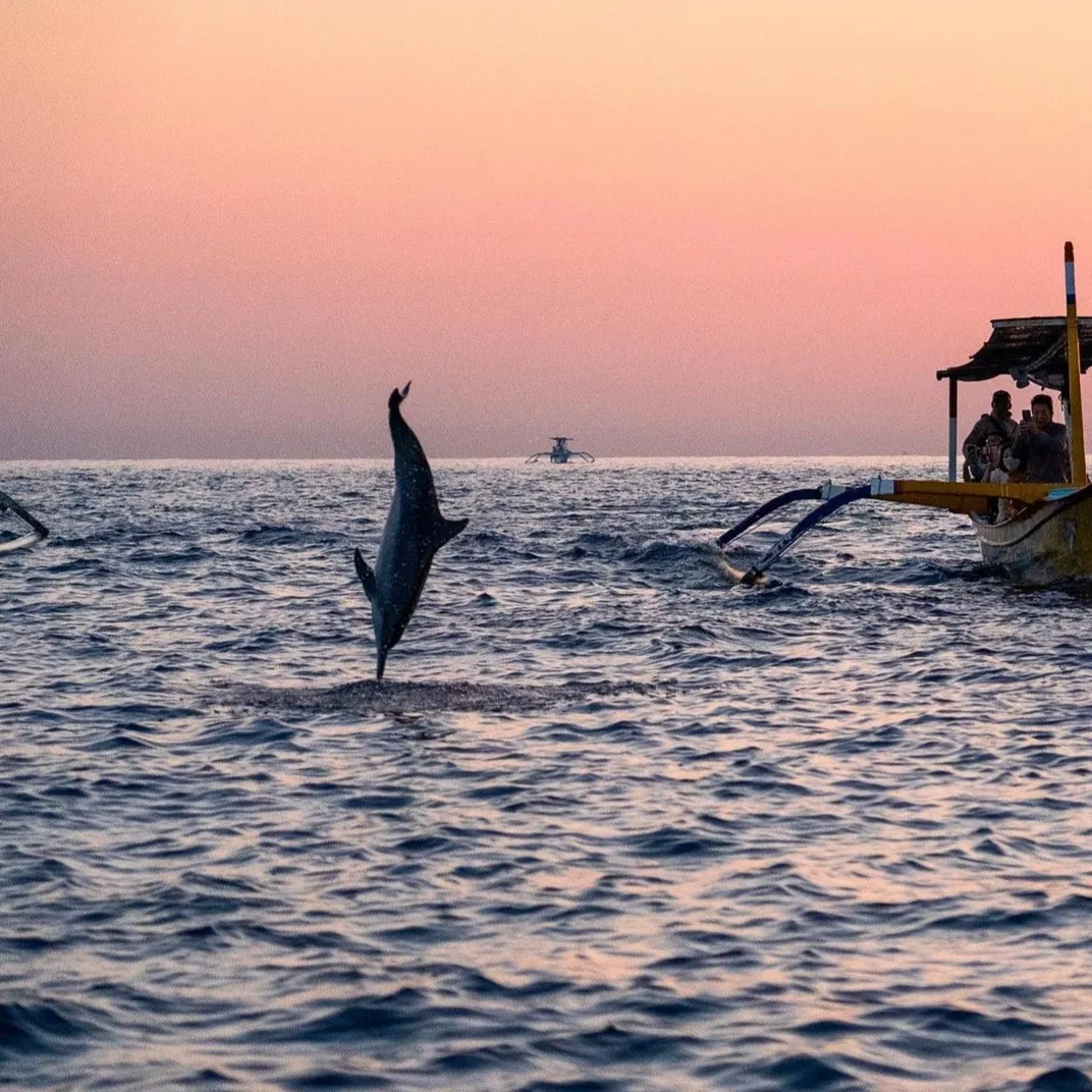 Lovina Dolphin Cruise Gallery