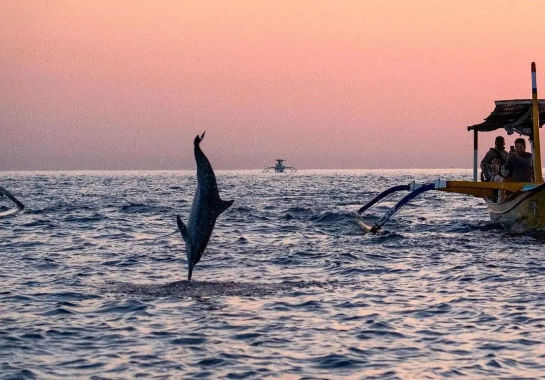 Exlcusive Dolphin Cruise