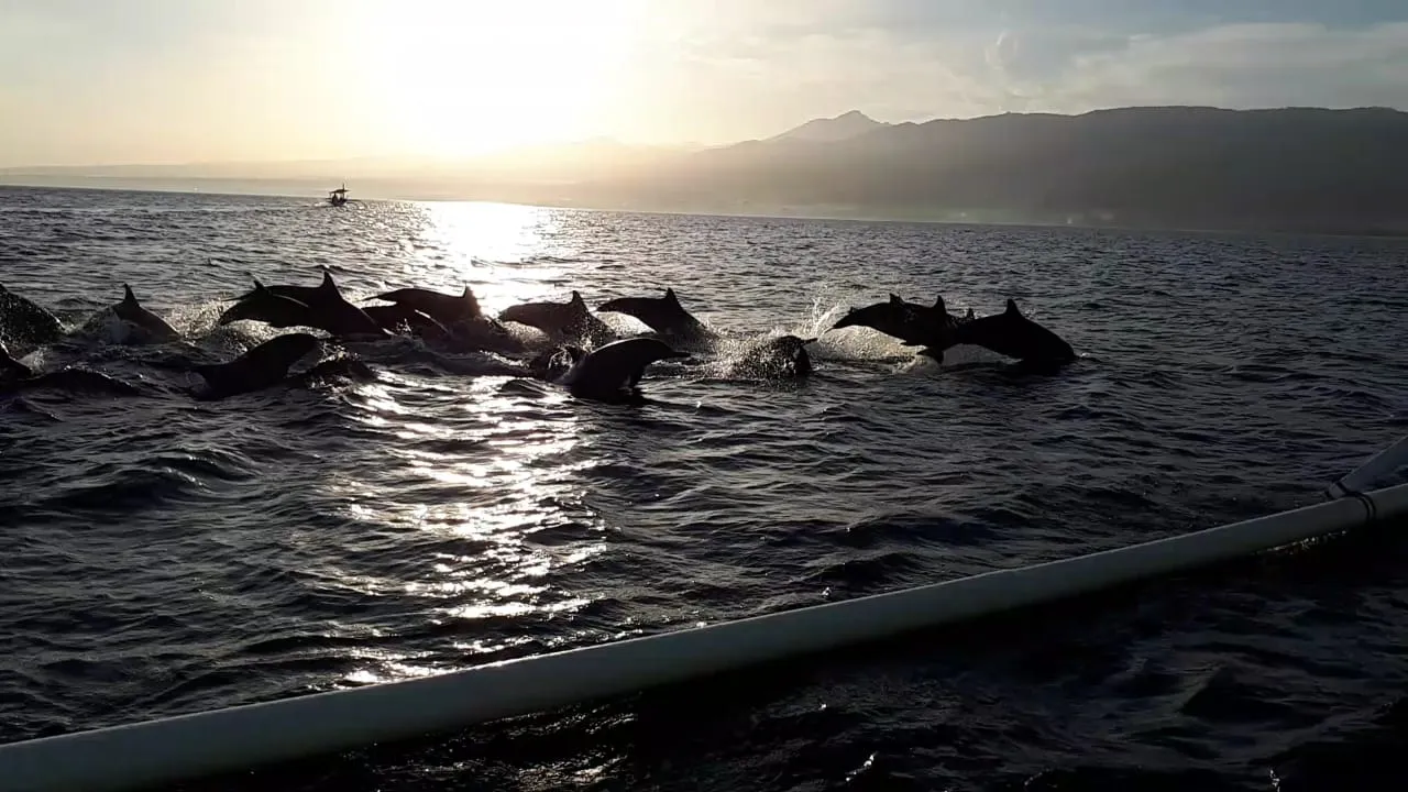 Exlcusive Dolphin Cruise Gallery