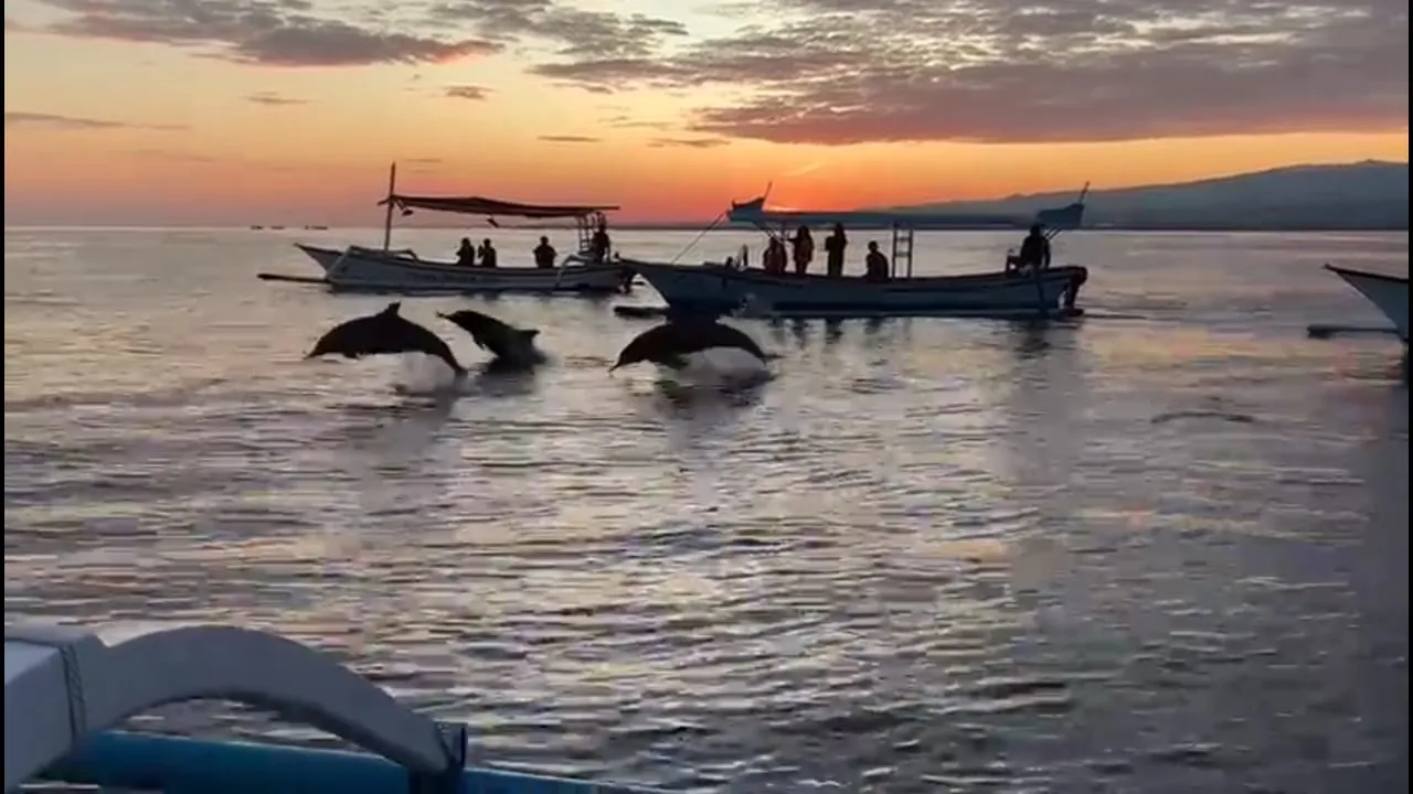 Exlcusive Dolphin Cruise Gallery